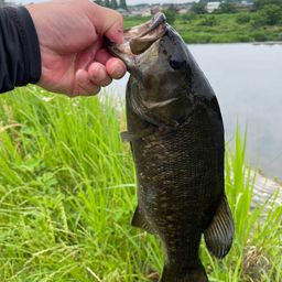 スモールマウスバス
