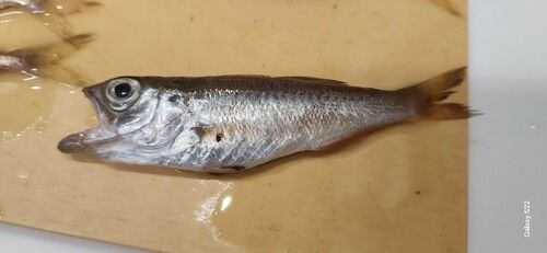 ムツの釣果