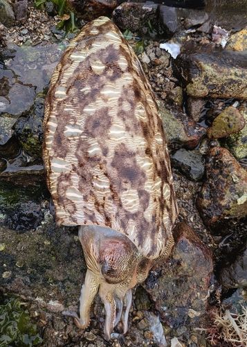 モンゴウイカの釣果