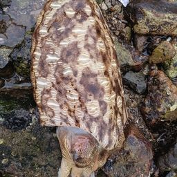 モンゴウイカ