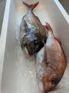 マダイの釣果
