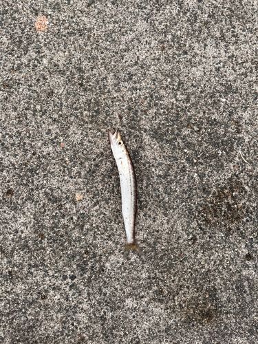 カマスの釣果