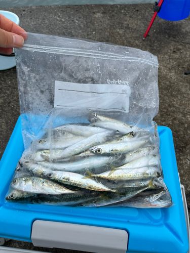 サバの釣果