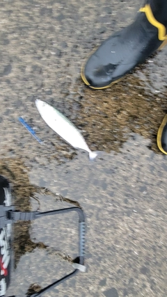 ハガツオの釣果