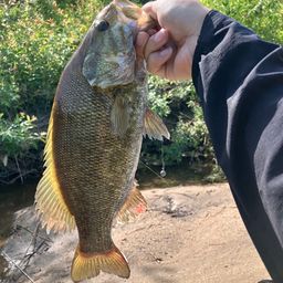 スモールマウスバス