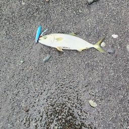 ワカシ