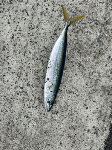 ムロアジの釣果