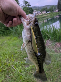 ラージマウスバスの釣果