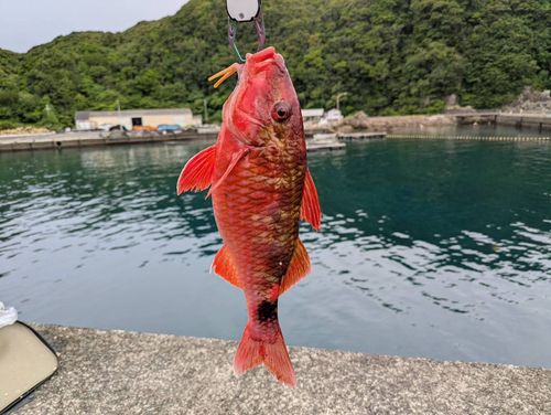 ホウライヒメジの釣果