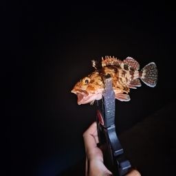 カサゴ