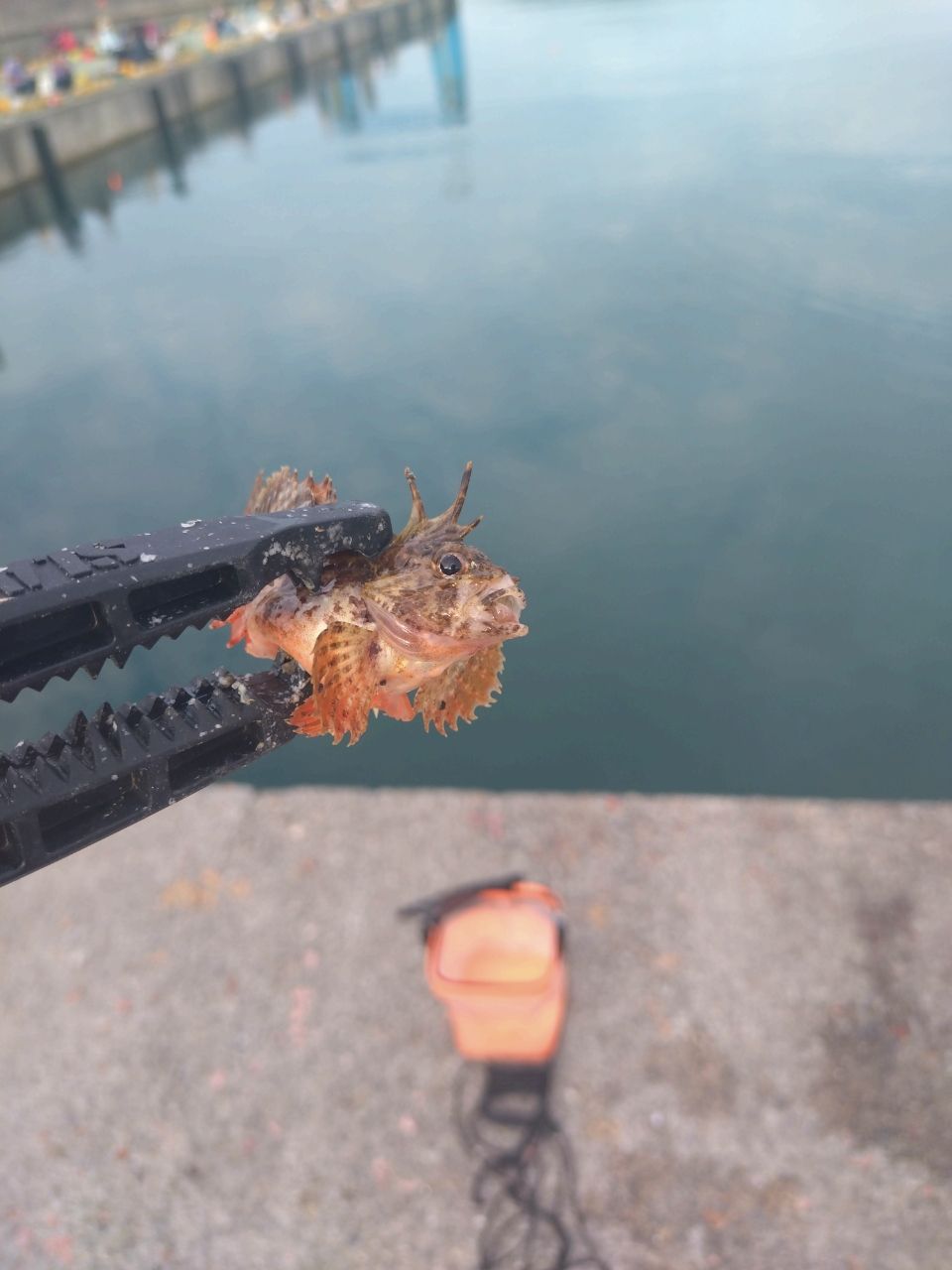 カサゴ