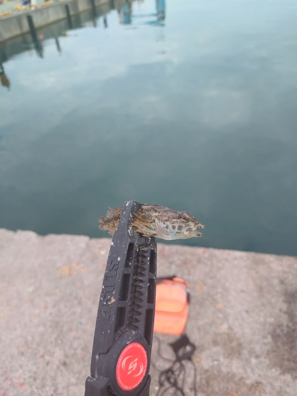 カサゴ
