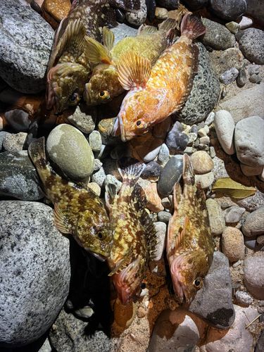 カサゴの釣果