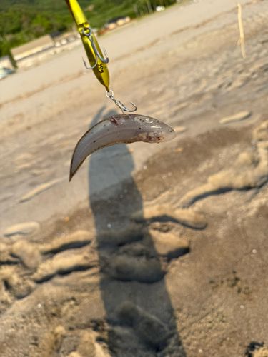 シタビラメの釣果