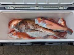 アマダイの釣果