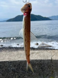 エソの釣果