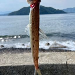 エソ
