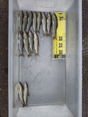 アユの釣果