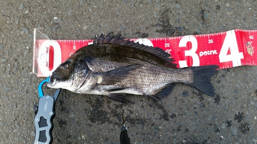 クロダイの釣果