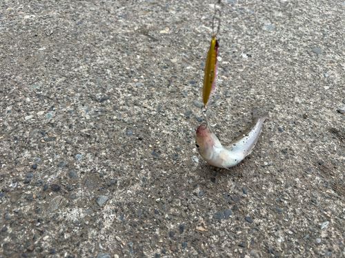 キスの釣果