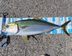 ブリの釣果