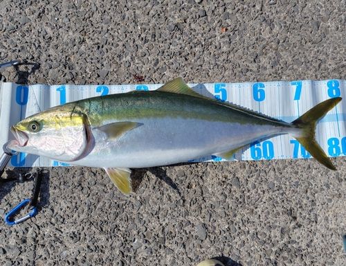 ブリの釣果