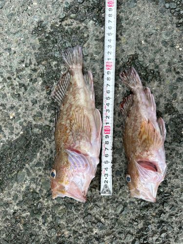 カサゴの釣果