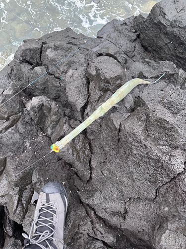 アオヤガラの釣果