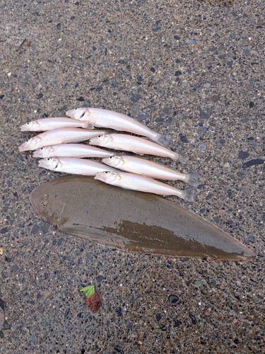 シタビラメの釣果