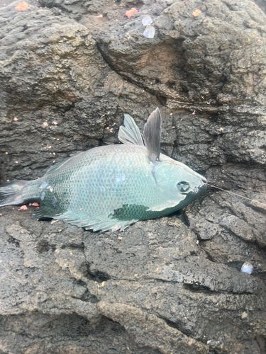 グレの釣果