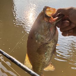 スモールマウスバス