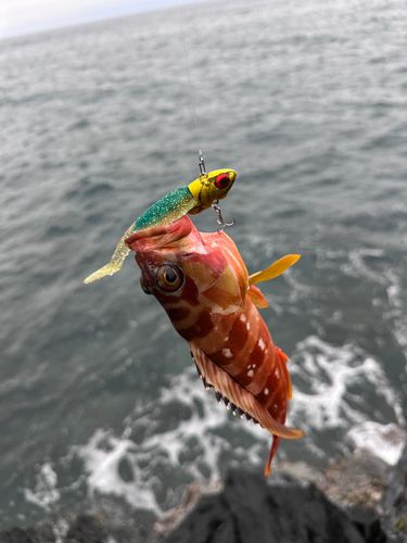 アカハタの釣果