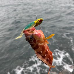 アカハタ