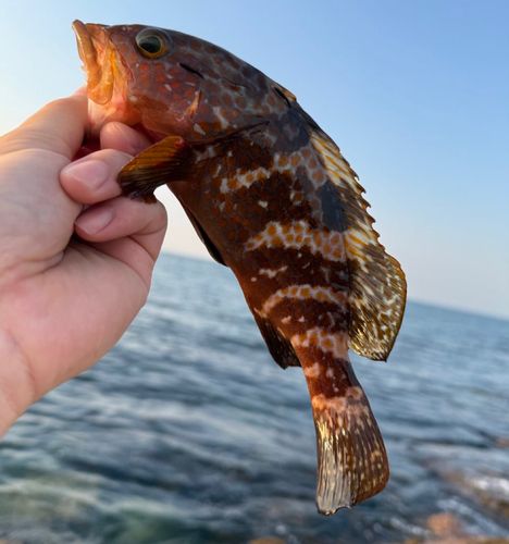 キジハタの釣果