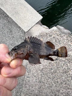 ソイの釣果