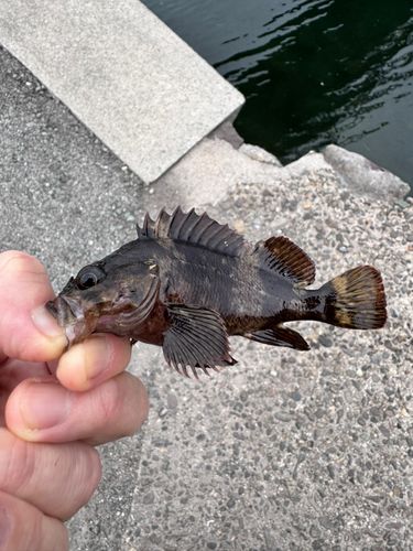 ソイの釣果