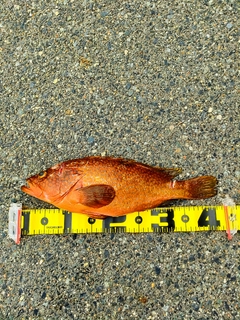 キジハタの釣果