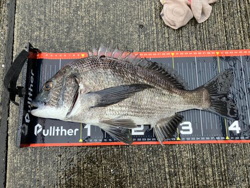 チヌの釣果