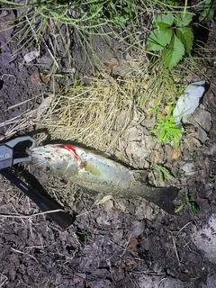 セイゴ（マルスズキ）の釣果