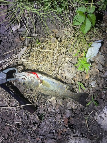 セイゴ（マルスズキ）の釣果