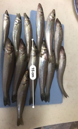 キスの釣果