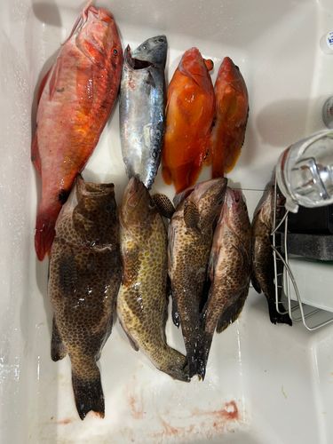 オオモンハタの釣果