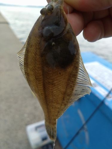 カレイの釣果