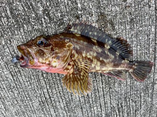 カサゴの釣果