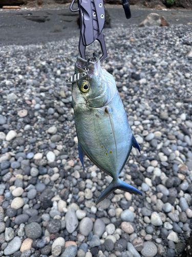 ナンヨウカイワリの釣果