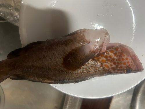 キジハタの釣果