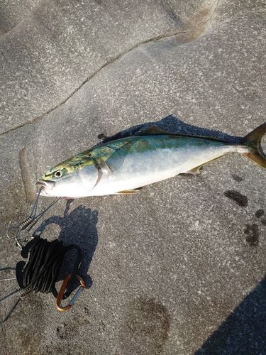 イナダの釣果