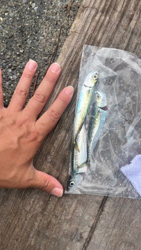 マサバの釣果