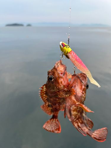 ガシラの釣果