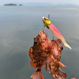 ガシラ